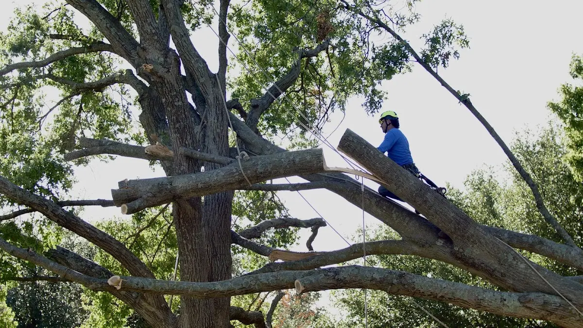 Professional Hazardous Tree Removal performed by certified arborists in Grimsley